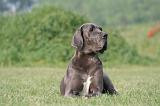 DOGUE ALLEMAND 428
